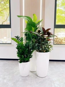 余姚植物出租,价格亲民超实惠,装点生活超划算!